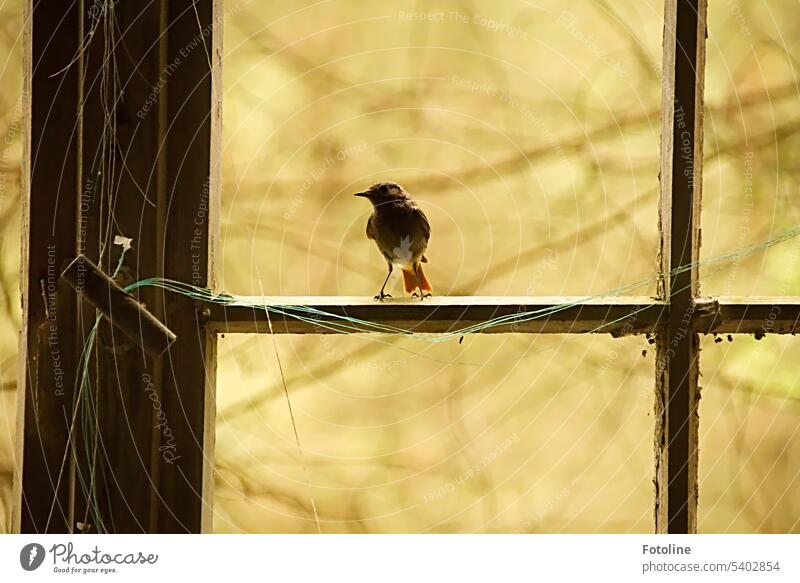 In an old Lost Place, a little redstart sits on a window cross. The panes in this window no longer exist. Bird plumage Plumed Redstart Beak Legs Window