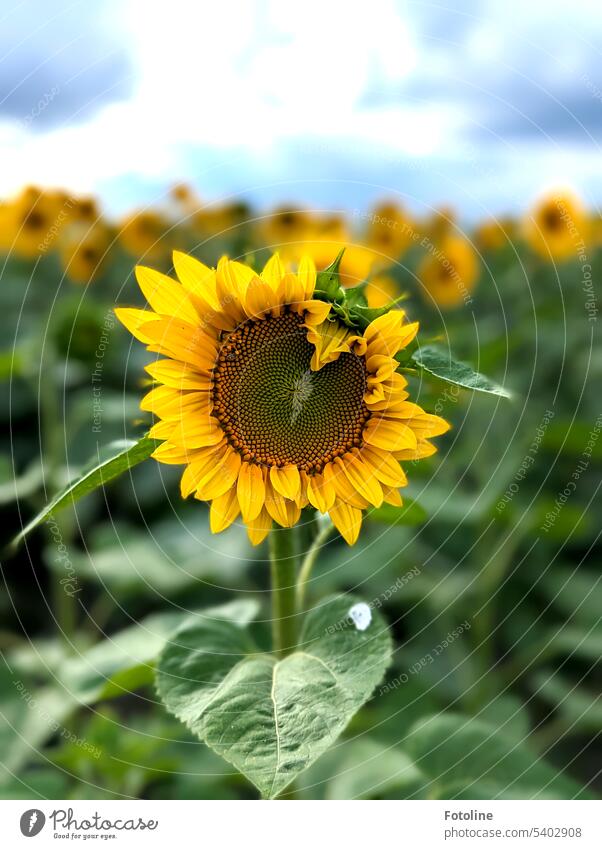 The sunflower in the sunflower field is just unfolding its blossom. Look at it! It looks like a heart. Sunflower Sunflower field Summer Yellow Field Nature