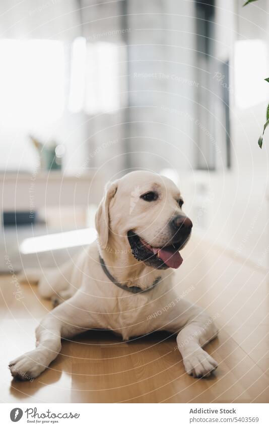 Labrador Golden Retriever lying on laminated floor in living room looking away with opened mouth animal apartment dog domestic home indoor labrador pet