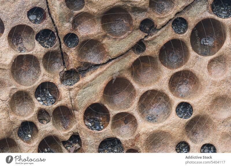 Close up of circled pattern formed by clams while some tiny beach pebbles occupy some of the holes in Olympic National Park in Washington coast geology