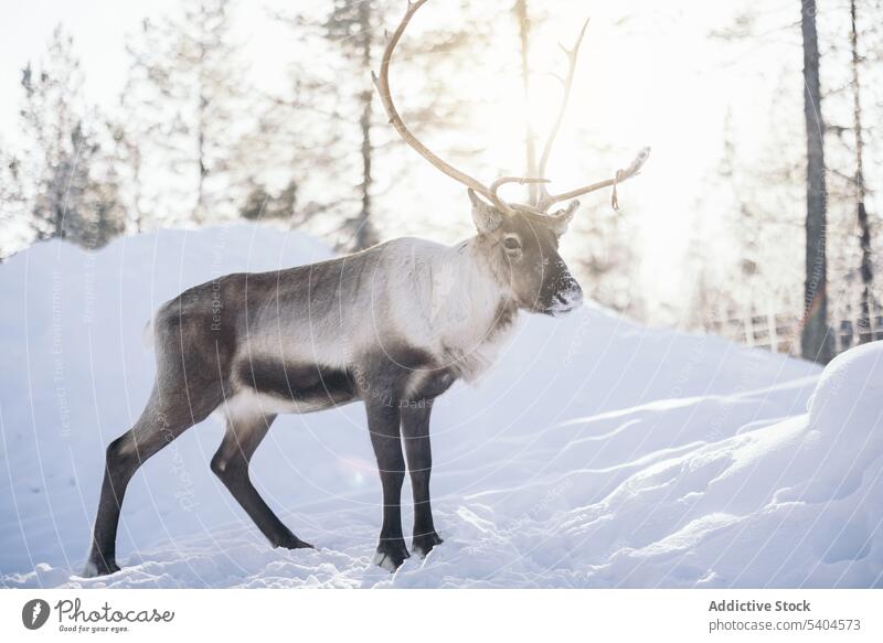 Wild deer with big antlers standing on snowy meadow animal winter wildlife nature habitat forest fauna environment herbivore specie countryside season cold