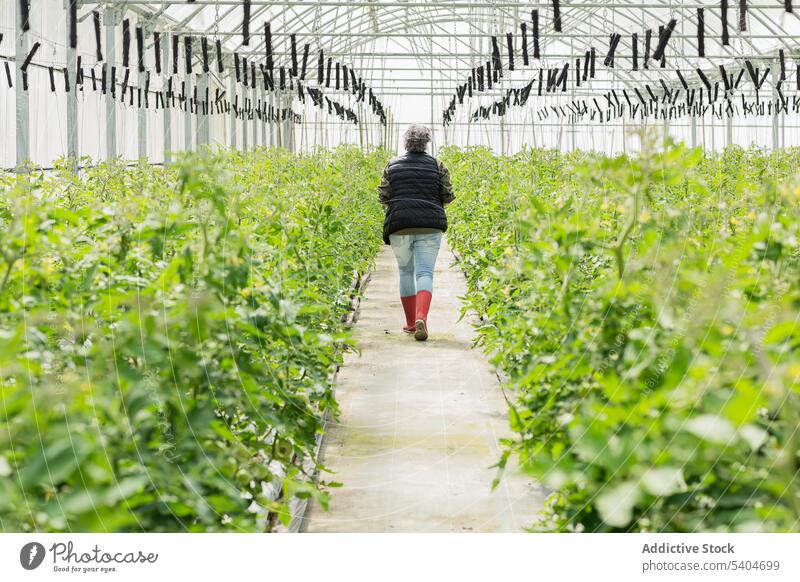 Unrecognizable farmer walking in glasshouse greenhouse hothouse gardener woman agriculture plant grow husbandry leaf female elderly foliage senior lady