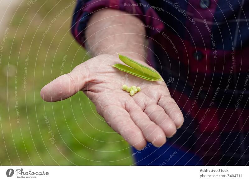 Crop farmer showing open pea pods in garden man check agriculture green work fresh male casual organic cultivate occupation food harvest countryside rural