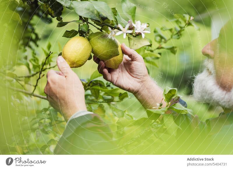 Senior man touching lemons on green leaves tree farmer leaf flower fruit fresh summer male senior cultivate aged garden greenery agriculture nature countryside