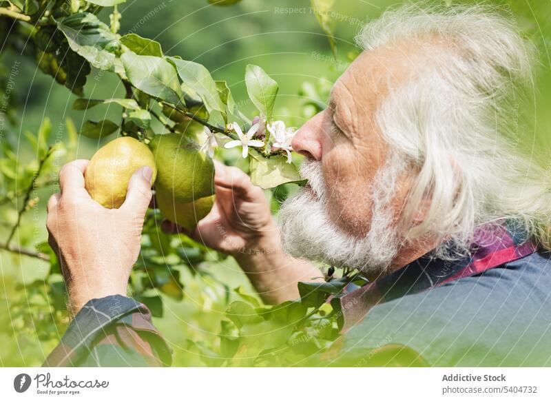 Senior man touching lemons on green leaves tree farmer leaf flower fruit fresh summer male senior cultivate aged garden greenery agriculture nature countryside