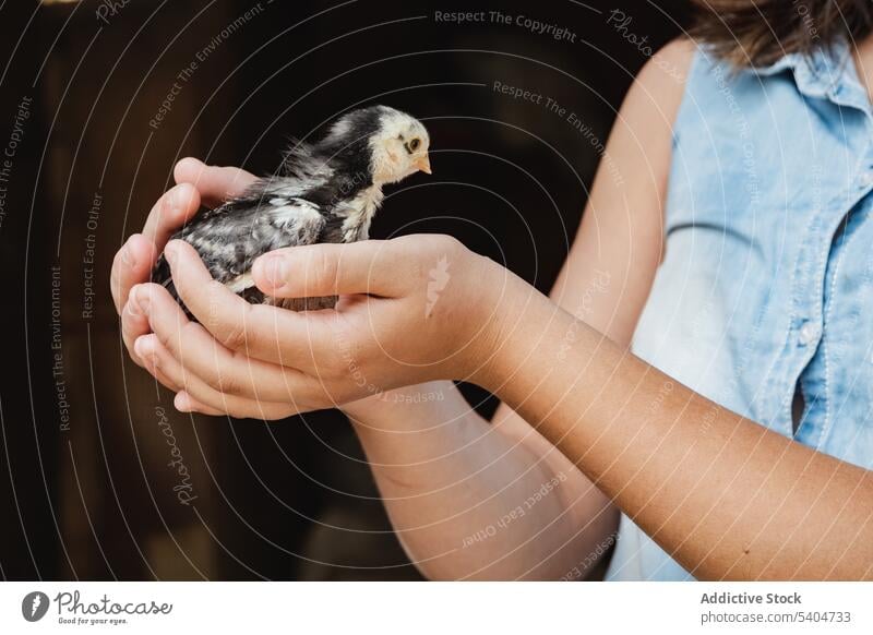 Unrecognizable crop girl holding small cute bird in hands child short hair childhood bare shoulders denim innocent chick preteen daylight fashion adorable