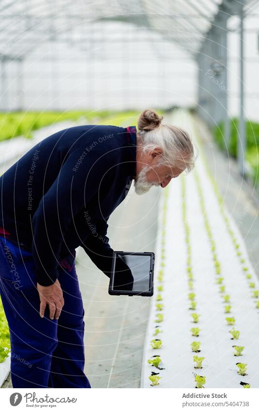 Elderly man checking information on tablet in greenhouse farmer using agriculture monitor plant hydroponic organic male senior growth work cultivate vegetate