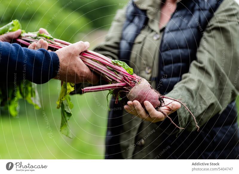 Anonymous couple working together in garden farmer gardener vegetable agriculture rural elderly senior cultivate onion natural pensioner husband farmland old