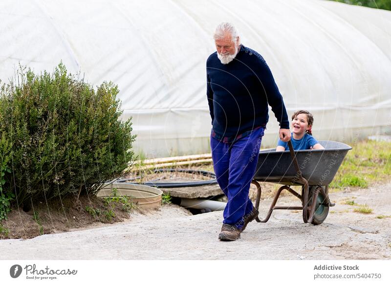 Aged male pulling wheelbarrow with granddaughter in hothouse man grandfather farmer garden cart having fun glasshouse husbandry agronomy rural elderly senior