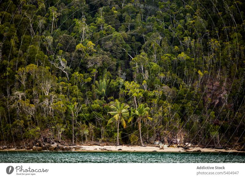 Picturesque view of green trees on tropical shoreline forest palm ocean nature plant river lake tall lush environment riverside madagascar landscape scenery