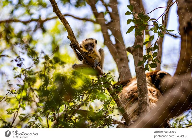 Cute lemur sitting on tree branch in forest woods calm habitat specie wildlife countryside nature park baby lemur environment sunlight summer foliage madagascar