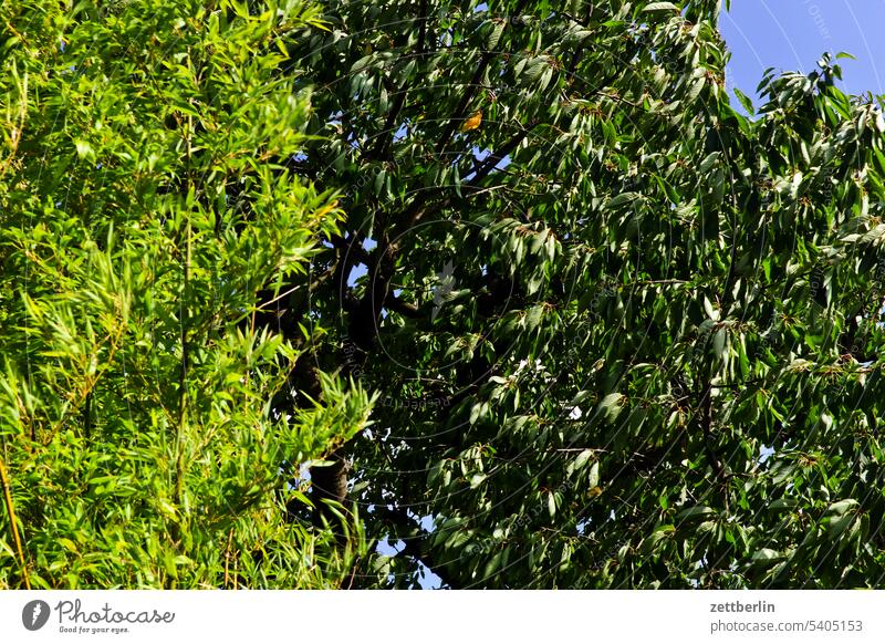 Bamboo and cherry Branch Tree Relaxation holidays Garden allotment Garden allotments bud Deserted neighbourhood Nature Plant tranquillity Holiday season