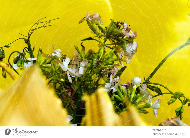 Saponaria officinalis Relaxation Harvest holidays Garden allotment Garden allotments Deserted neighbourhood Nature Plant tranquillity Holiday season Garden plot