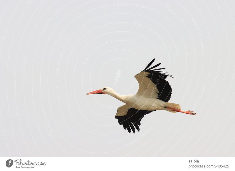 flying white stork White Stork Flying Floating Beak Spring fever Bird Animal Nature Exterior shot Wild animal Copy Space top Day 1 Sky Gray Black Deserted