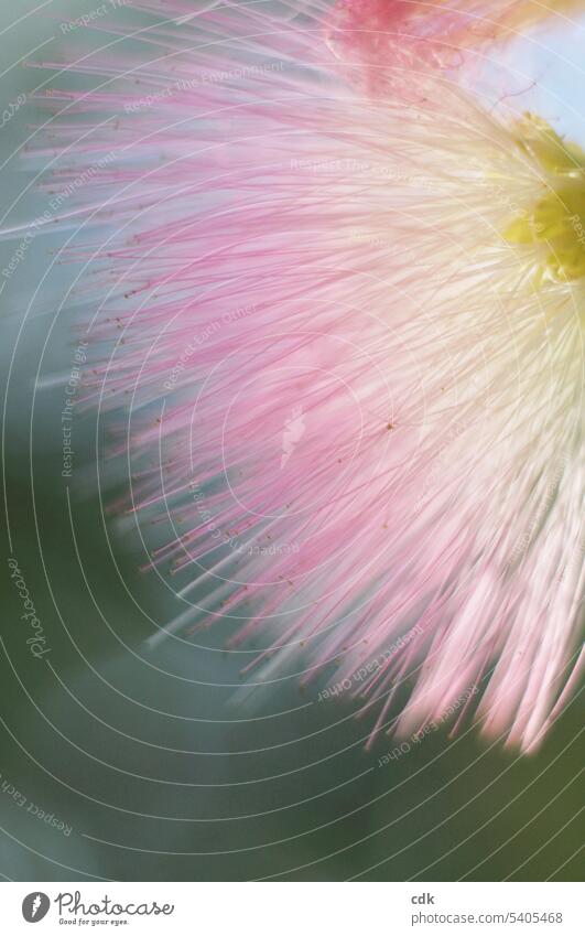 Delicate beauty: pink silk tree flower in the wind. Blossom Flower Nature Detail Blossom leave Plant Pollen pretty Close-up Blossoming Shallow depth of field