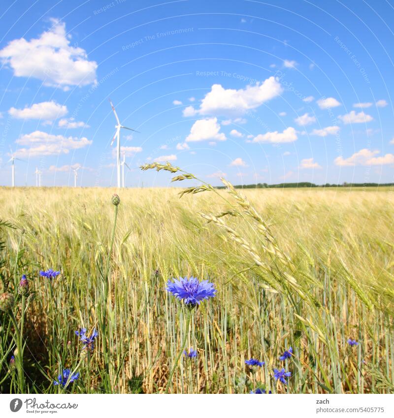 One grain Field Agriculture Wheat Grain Wheatfield Cornflower cornflowers Cornfield Grain field Agricultural crop Ear of corn Summer Food Harvest Sky Blue spike