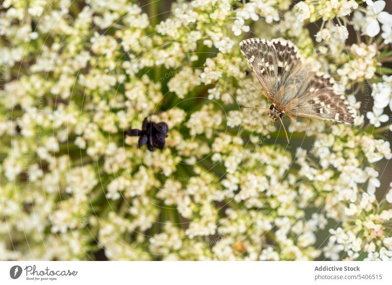 Carcharodus alceae butterfly sitting on delicate flowers mallow skipper carcharodus alceae insect nature specie blossom pollinate plant animal fauna habitat