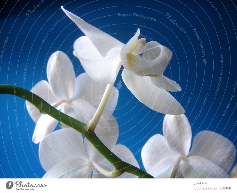 fresh orchid 02 Style Summer Nature Spring Flower Orchid Blossom Jump Cool (slang) Fresh Blue Progress Orchid blossom Floristry Flower shop Contrast