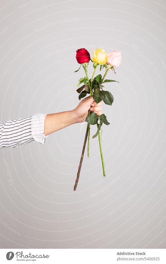 Crop person with bouquet of roses in studio florist bloom bunch bud flower blossom leaf floral petal tender fragile fresh natural gentle composition arrangement