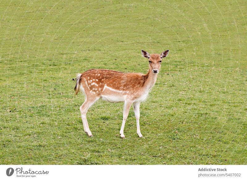 Deer on green meadow of hillside roe deer feeding grass summer field wildlife nature brown forest mammal animal fur season fauna living natural organic graze