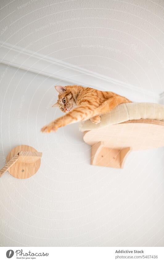 Ginger cat lying on bed in wooden frame on wall stretch home ginger pet cute rest relax feline cozy animal apartment domestic attentive room adorable bedroom