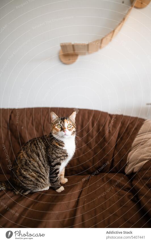 Cute tricolor tabby cat walking on sofa pet stripe living room animal feline kitten adorable comfort rest apartment mammal fluff soft companion relax fur cute