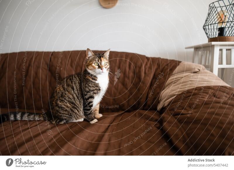 Cute tricolor tabby cat walking on sofa pet stripe living room animal feline kitten adorable comfort rest apartment mammal fluff soft companion relax fur cute