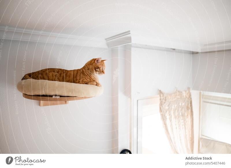 Ginger cat lying on bed in wooden frame on wall stretch home ginger pet cute rest relax feline cozy animal apartment domestic attentive room adorable bedroom