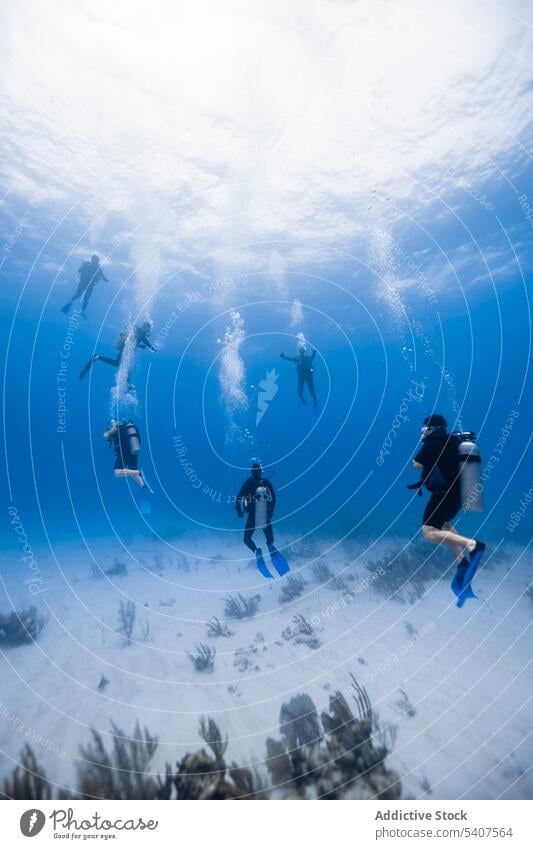 Group of scuba divers swimming underwater people snorkel bubble ocean cancun mexico america sea mask oxygen tank clear equipment deep aqua depth algae seaweed