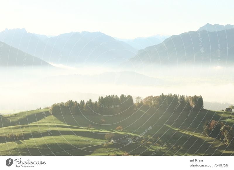 Dust it off Nature Landscape Elements Sky Cloudless sky Sun Autumn Beautiful weather Fog Plant Tree Grass Foliage plant Agricultural crop Meadow Field Forest