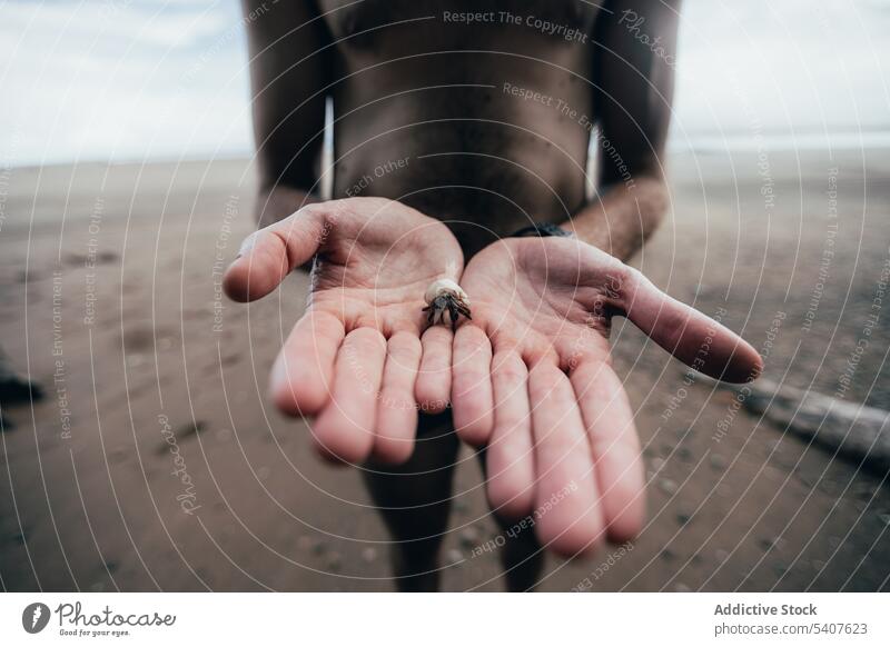 Crop black man holding little hermit crab show palm baby animal beach sand seashore shell paguroidea uvita puntarenas costa rica america male african american