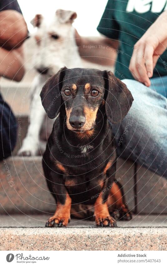 Crop owners sitting on stairs with adorable dogs family companion spend time canine dachshund fox terrier staircase pet newborn baby young casual weekend friend