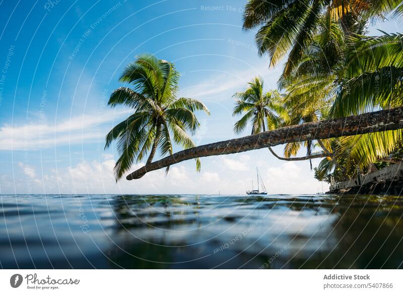 Calm sea with palm trees under blue sky shore nature beach landscape scenic environment seascape ocean coast seashore water tropical island summer picturesque