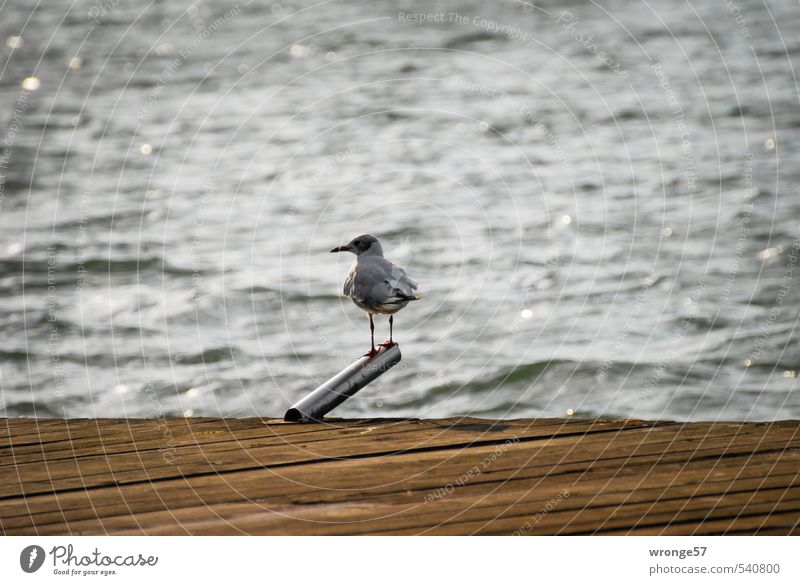 lookout Animal Water Summer Lake Arendsee Wild animal Bird Seagull Gull birds 1 Observe Wait Footbridge Jetty Landing Strip Vantage point Looking