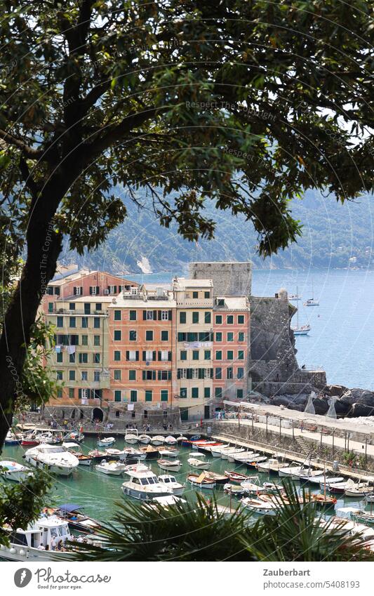 Camogli port, tree, dock with boats, Mediterranean Sea Harbour harbour basins variegated houses Liguria picturesque Yacht yachts vacation luxury Fishing village