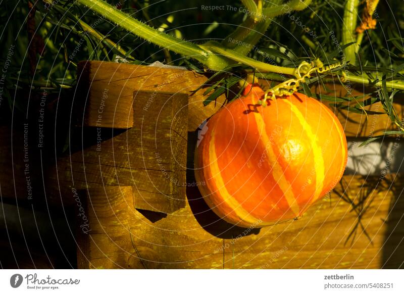 small pumpkin Harvest holidays Garden allotment Garden allotments Deserted Nature Plant tranquillity Holiday season Garden plot Summer Copy Space Depth of field