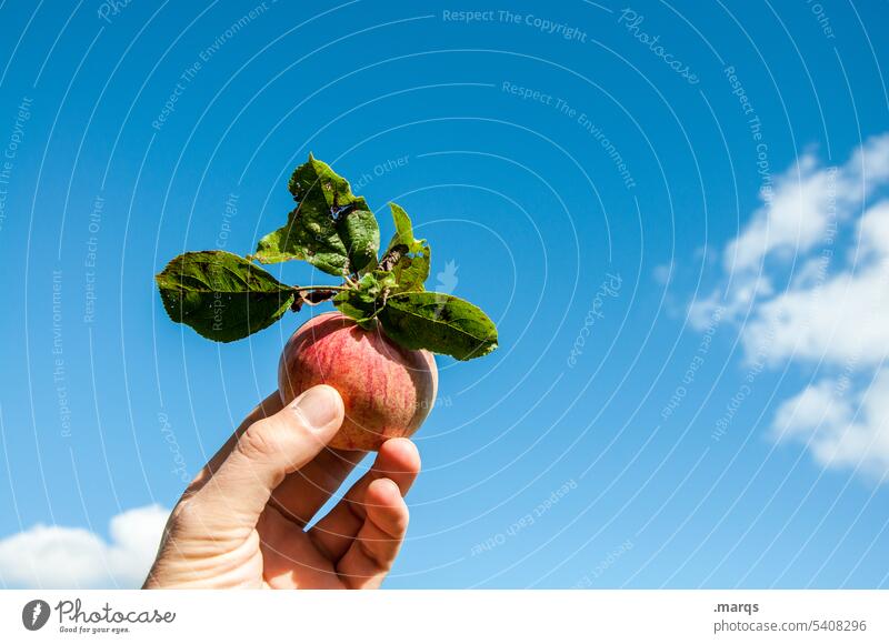 apple harvest Harvest Hand Apple Fruit Nutrition Healthy Fresh Organic Nature Mature Garden Pick Red Organic produce Food Healthy Eating Raw more vegan