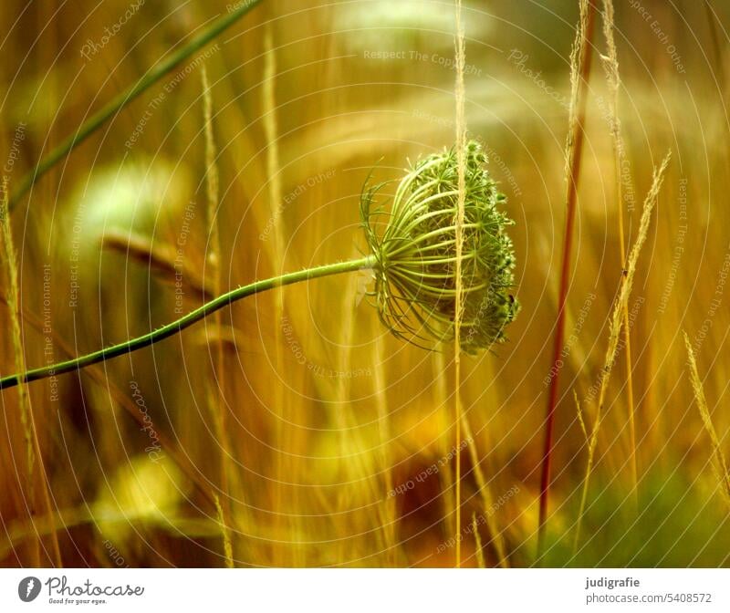 summer Summer Meadow Plant Blossoming Wild plant Shallow depth of field Nature Peaceful Smooth Orange Gold Transience Sensitive Flexible Delicate Yellow Stalk