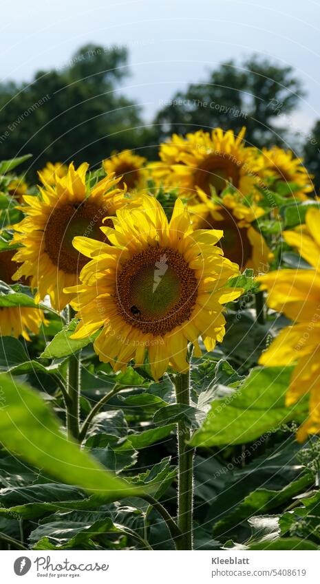 Sunflower with small bumblebee - sunflower field Sunflower field Sunflower oil Blossom Blossoming Agricultural crop Yellow Summer Exterior shot pretty