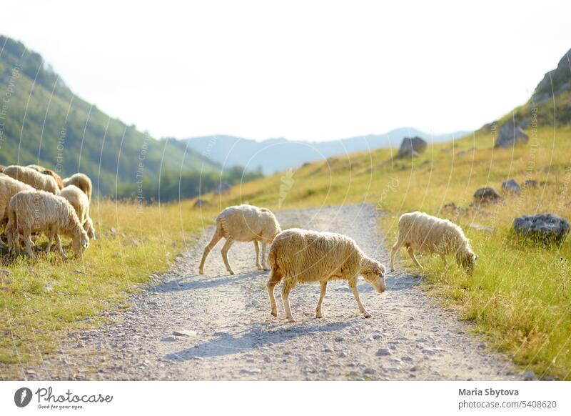 Herd of sheeps with tags on ears are grazing on pasture in a mountain valley. Wool and food production. Growing livestock is a traditional direction of agriculture.