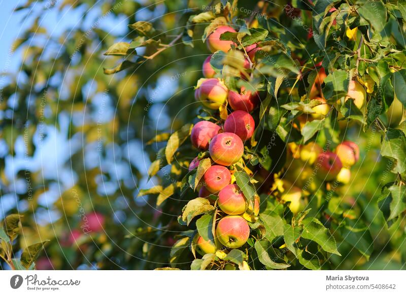 Lots of ripe red apples on the tree in orchard. Harvesting of apples in the domestic garden in summer or autumn day. Fruits for sale. harvest lots sunny