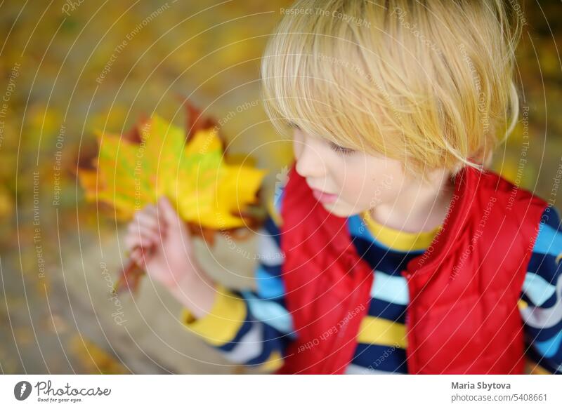 Little boy having fun during stroll in the forest at sunny autumn day. Child playing maple leaves. Active family time on nature. Hiking with little kids. child