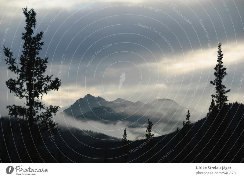 Alaska | dark forest and mountains in the clouds |Denali National Park Mountain Landscape Sky Forest Dark forest trees mountain and valley Fog covered in mist