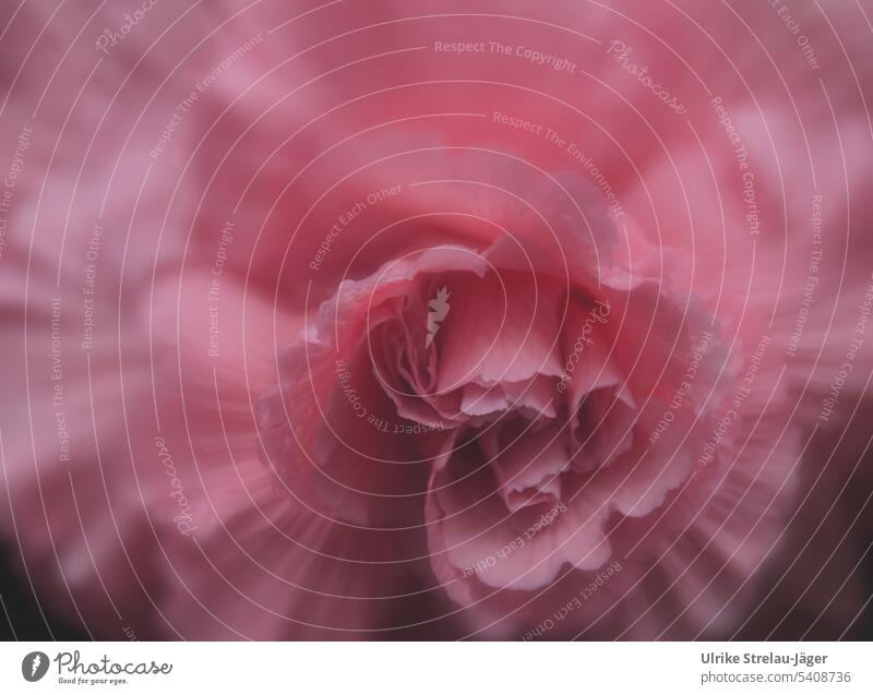 Begonia flower | pink, soft and delicate begonia Blossom petals Near Pink Blossoming blossom Soft Delicate shallow depth of field Plant blurriness Close-up