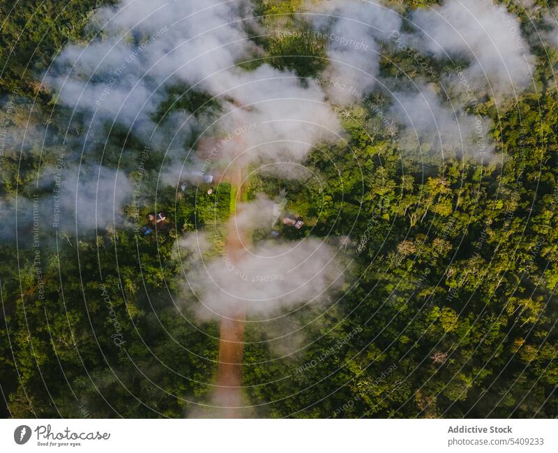 Drone view of green forest and fields with road countryside house rainforest residential nature tree rural narrow landscape way plant roadway path settlement