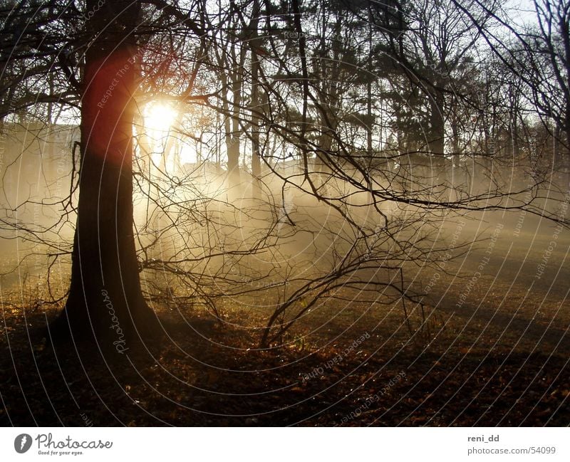 immersed in mist Forest Fog Tree Fairy tale Dream Dark Hope Dresden Loneliness Bog Autumn Sun Nature Twig large garden Emotions