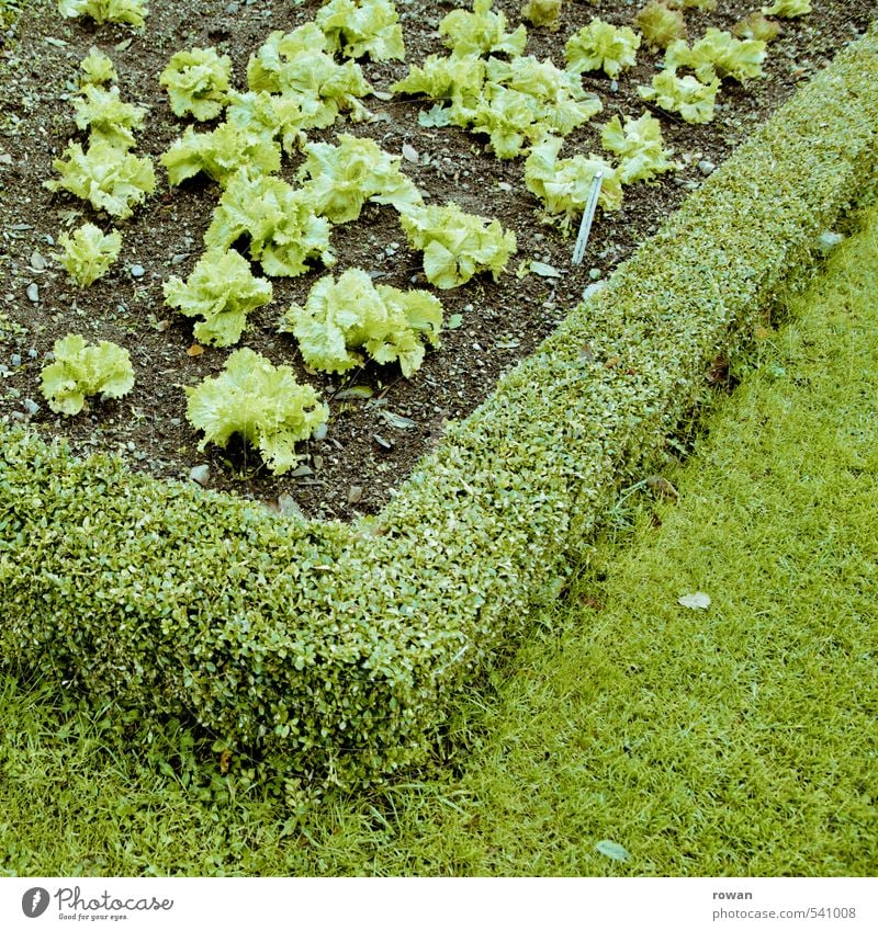 green Plant Foliage plant Agricultural crop Garden Healthy Green Lettuce Gardening Gardener Market garden Checkmark Nutrition Diet Colour photo Exterior shot