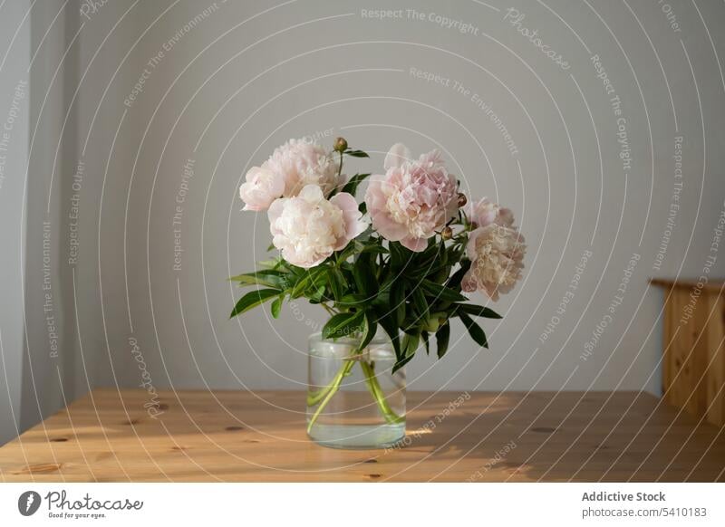 Blooming peony flowers with green stems in glass jar placed on table fresh water decor blossom decoration aromatic bloom floral leaf design room inside petal