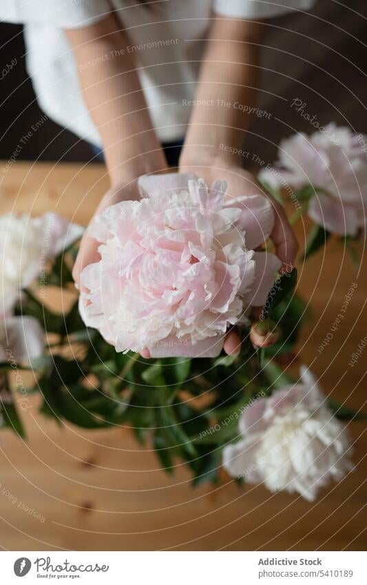 Crop girl standing and holding peony flower of green leaves plant in hands bloom leaf blossom stem grow growth gentle summertime calm tender light delicate