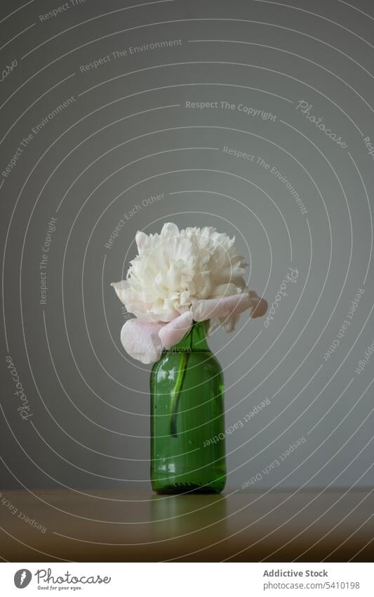 Blooming peony flowers with green stems in green glass jar placed on table fresh water decor blossom decoration aromatic bloom floral leaf design room inside